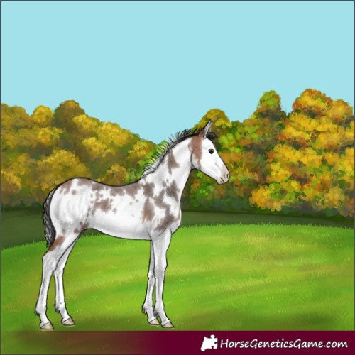 Horse Color:White Spotted Bay Roan Splash