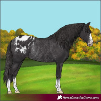 Horse Color:Smoky Black Blanket Rabicano 