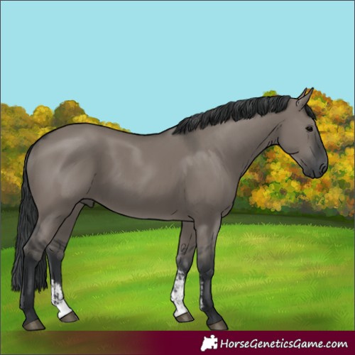 Horse Color:Grullo Sabino Rabicano 