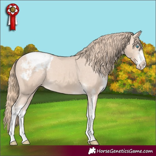 Horse Color:Perlino Sabino Appaloosa 