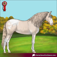 Horse Color:Perlino Sabino Appaloosa
