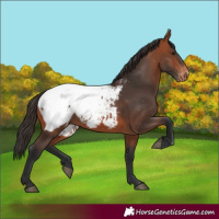 Horse Color:Bay Appaloosa