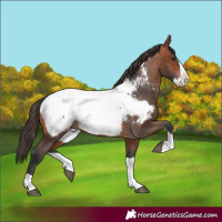 Horse Color:Bay Splash Appaloosa