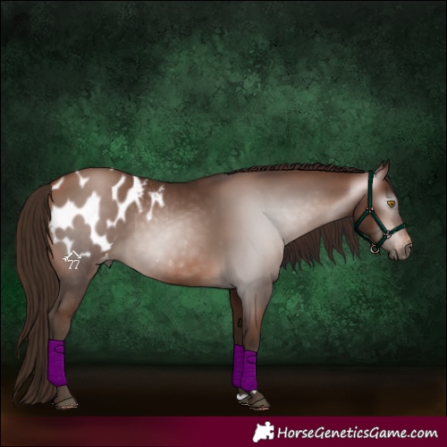 Horse Color:Gray Bay Pearl Appaloosa 