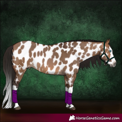 Horse Color:Gray Bay Dun Splash Near Leopard