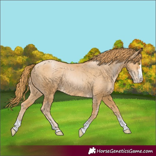 Horse Color:Chestnut Pearl Appaloosa 