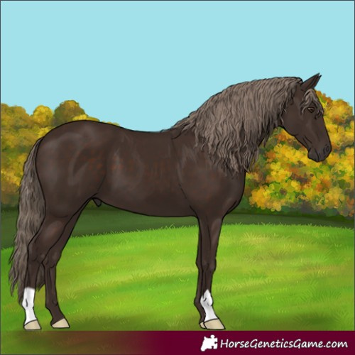 Horse Color:Liver Chestnut 