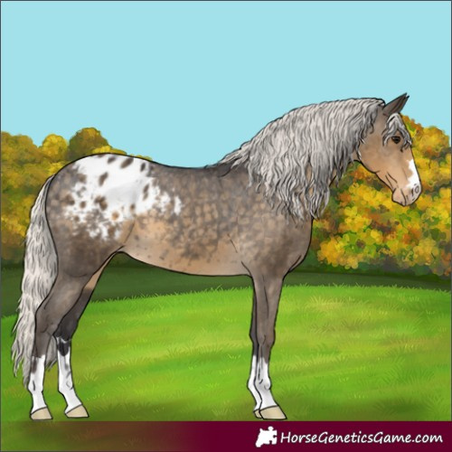 Horse Color:Silver Smoky Black Appaloosa