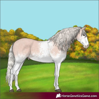 Horse Color:White Spotted Silver Black 