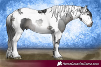 Horse Color:Gray Black Splash Tobiano 