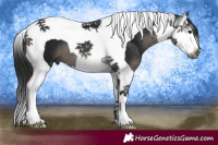 Horse Color:Gray Black Splash Tobiano 