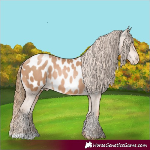 Horse Color:Chestnut Pearl Appaloosa 