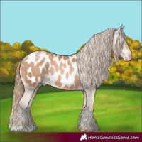 Horse Color:Chestnut Pearl Appaloosa