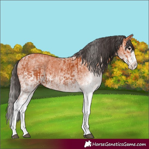 Horse Color:White Spotted Bay Splash and White Spotted Bay Splash