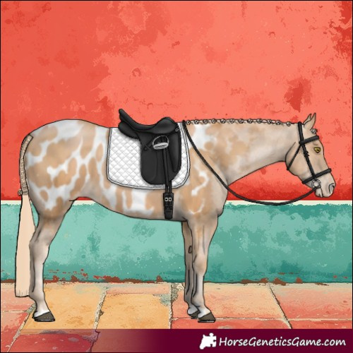 Horse Color:Chestnut Pearl Appaloosa 