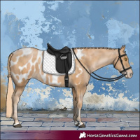 Horse Color:Chestnut Pearl Appaloosa 