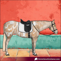 Horse Color:Chestnut Pearl Appaloosa 