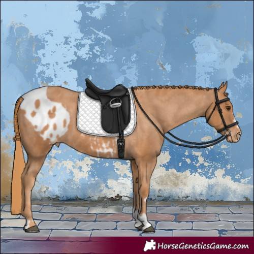 Horse Color:Chestnut Skewed Appaloosa 