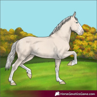 Horse Color:Cremello Splash and Cremello Splash