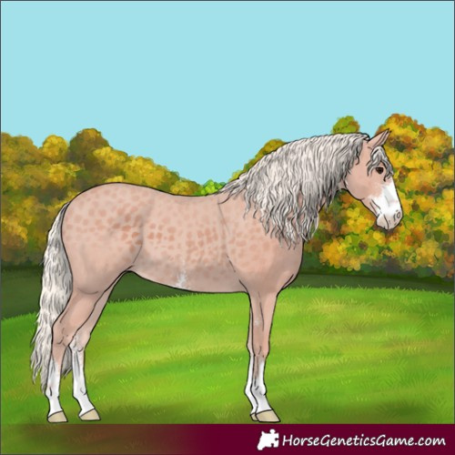 Horse Color:Silver Black Sabino 