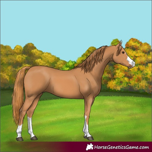 Horse Color:Chestnut 
