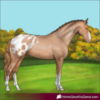 Horse Color:Bay Pearl Appaloosa 