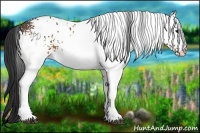Horse Color:White Spotted Buckskin 