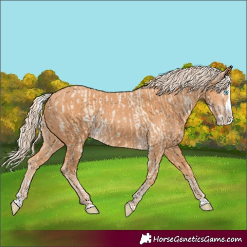 Horse Color:Cremello Splash  and Gray Cremello Splash 