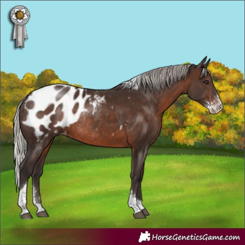 Horse Color:Silver Brown Sabino Tobiano Appaloosa Rabicano 