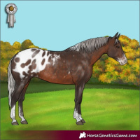 Horse Color:Silver Brown Sabino Tobiano Appaloosa Rabicano 