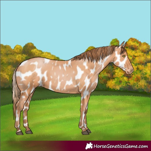 Horse Color:Bay Pearl Appaloosa 