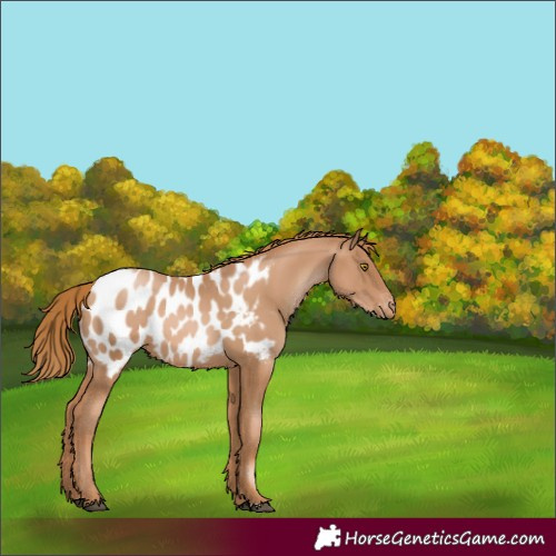 Horse Color:Chestnut Pearl Appaloosa