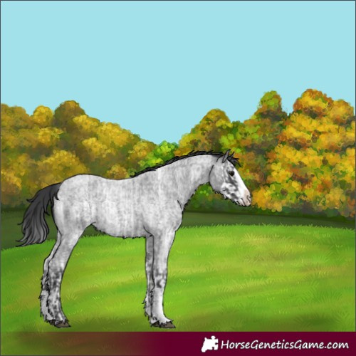 Horse Color:Blue Roan Sabino Splash and Blue Roan Sabino Splash Rabicano