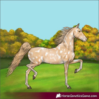 Horse Color:Chestnut Pearl Appaloosa 