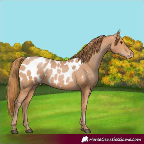Horse Color:Bay Pearl Appaloosa 