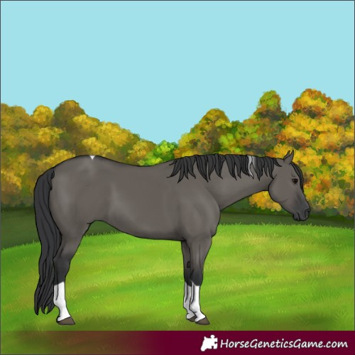 Horse Color:Grullo Tobiano 