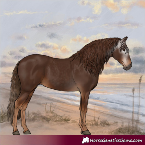 Horse Color:Gray Chestnut 