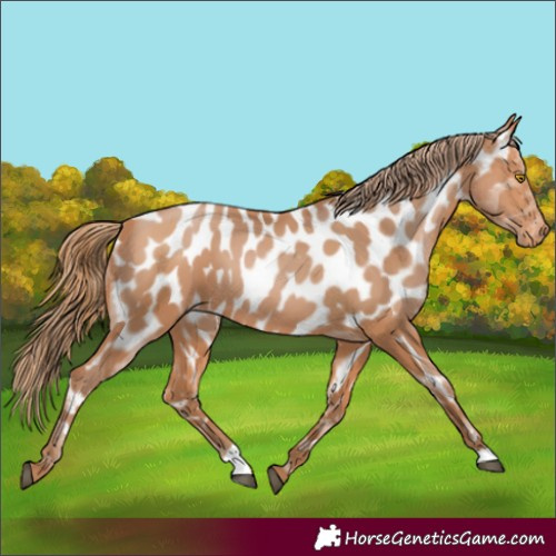 Horse Color:Bay Pearl Appaloosa