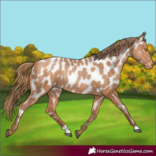 Horse Color:Bay Pearl Appaloosa 