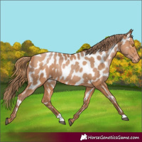 Horse Color:Bay Pearl Appaloosa 