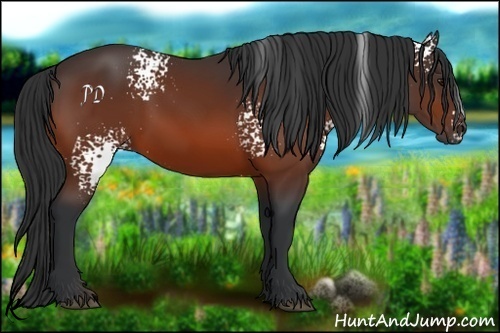 Horse Color:White Spotted Bay 