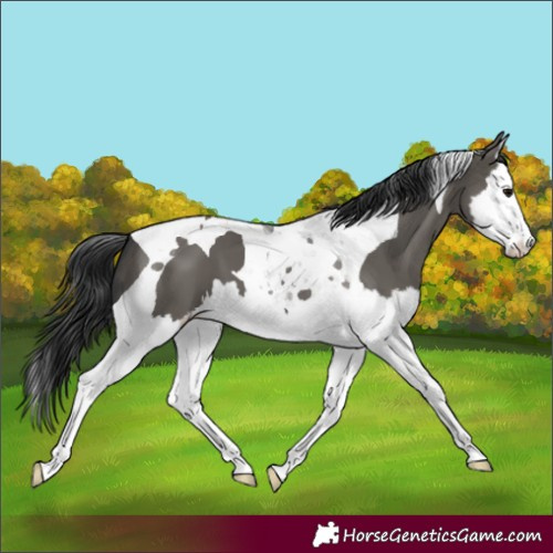 Horse Color:Unknown 