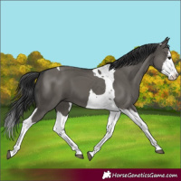 Horse Color:Grullo Splash Tobiano 