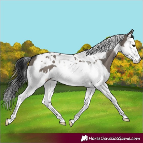 Horse Color:Grullo Splash Tobiano 