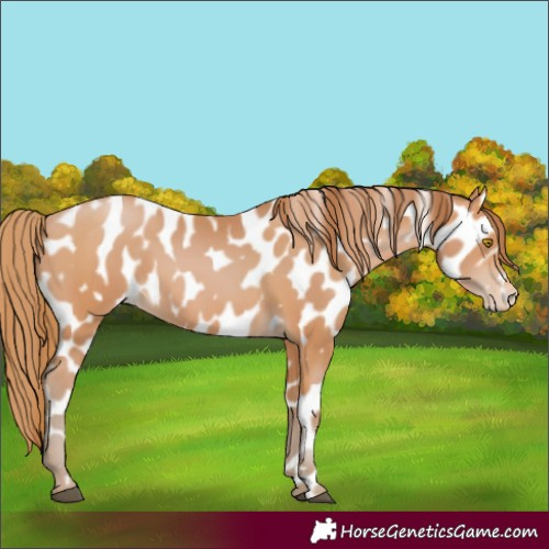 Horse Color:Bay Pearl Appaloosa 