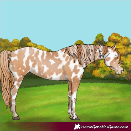 Horse Color:Bay Pearl Near Leopard 