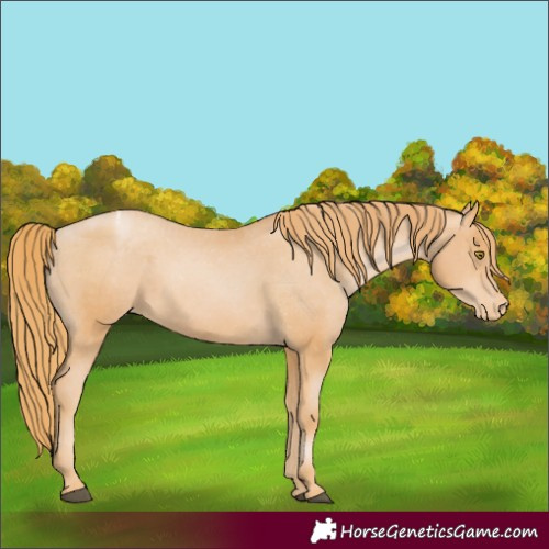 Horse Color:Unknown 