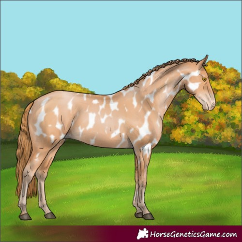 Horse Color:Bay Pearl Appaloosa 