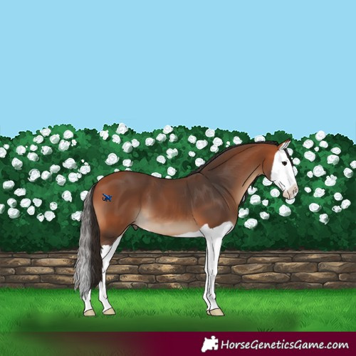 Horse Color:Bay Splash 