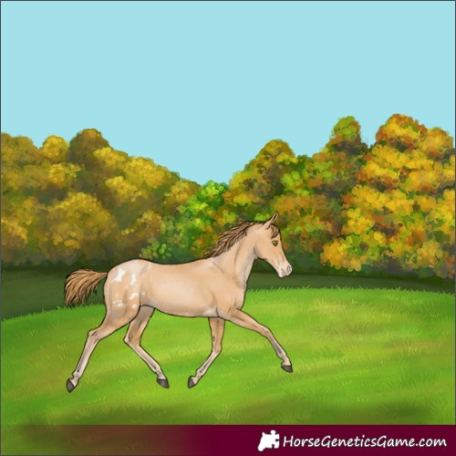 Horse Color:Chestnut Pearl Blanket 
